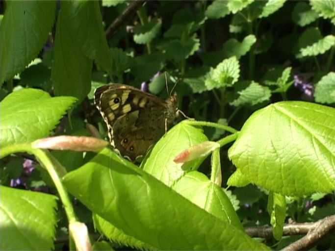 Waldbrettspiel ( Pararge aegera ), Weibchen, Flügelunterseite : Am Niederrhein, 21.04.2005